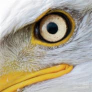EagleEyes73